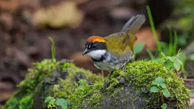 A Chestnut-capped Brush Finch on a Rock