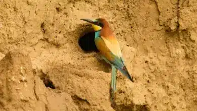 The Chestnut-headed Bee-eater On Top Of A rock