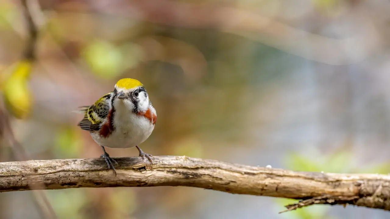 The Chestnut-sided Warbler Is Resting In A Branch Of A Tree