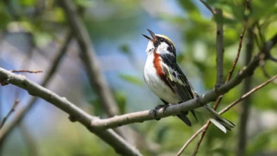 Chestnut-sided Warblers