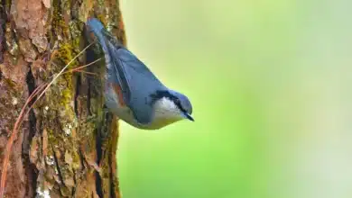 Chestnut-vented Nuthatches on the Wood