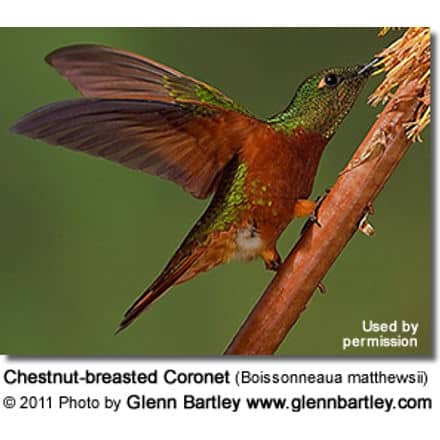 Chestnut breasted Coronet Hummingbird