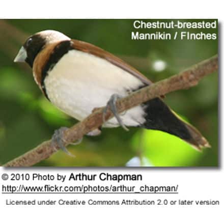Chestnut-breasted Mannikin or Bully Bird 
