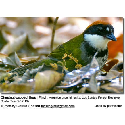Chestnut-capped Brush Finch, Arremon brunneinucha