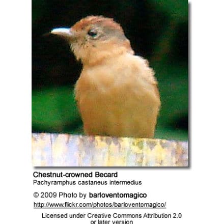 Chestnut-crowned Becard