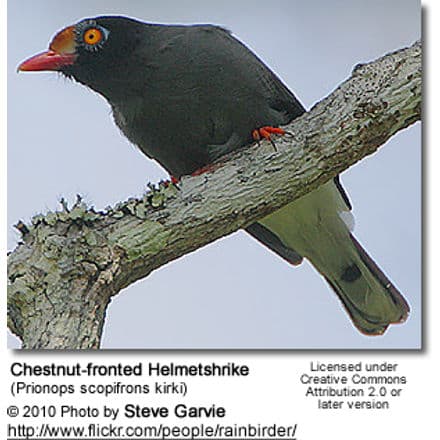 Chestnut-fronted Helmetshrike (Prionops scopifrons kirki)