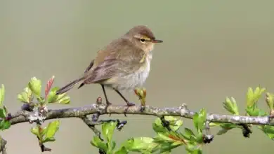 Chiffchaffs perches in a hawthorn tree