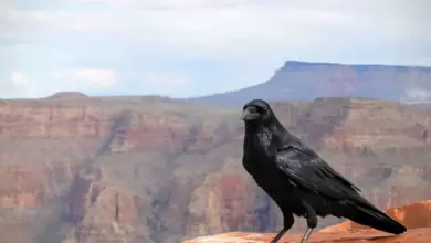 The Chihuahuan Ravens Having A Great Time In Mountain