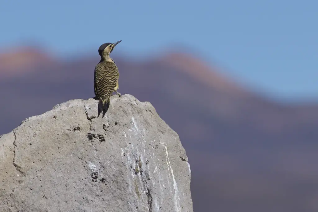 Chilean Flickers Resting on a Rocks