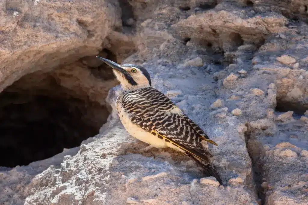 Chilean Flickers on a Rocky Ground 