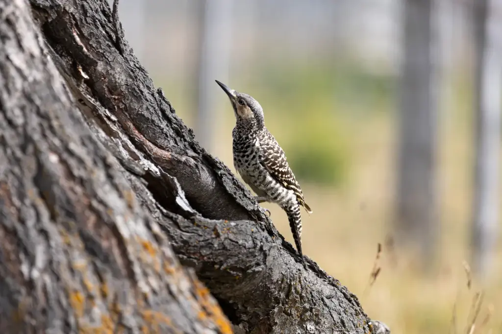 Chilean Flickers on a Tree 