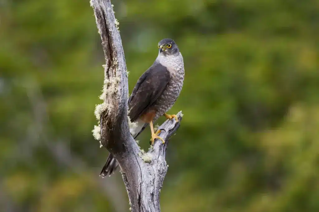 A Hawk Perched on Tree Chilean Hawks