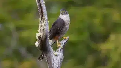 A Hawk Perched on Tree Chilean Hawks