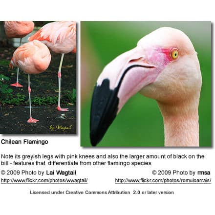 Chilean Flamingos