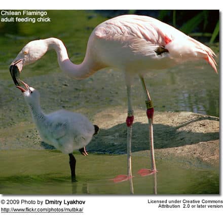 Chilean Flamingo with chick