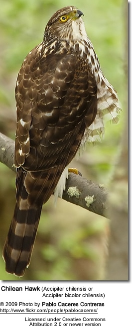 Chilean Hawk