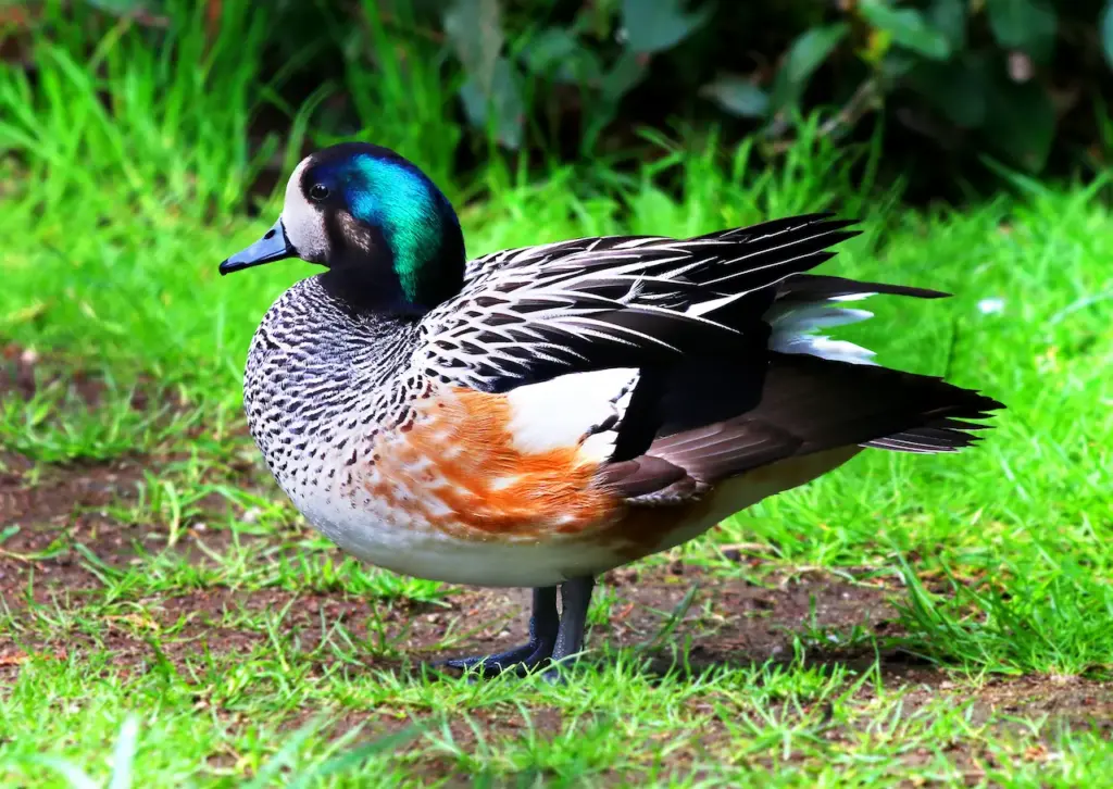 A Chiloe Wigeon on Green Grass