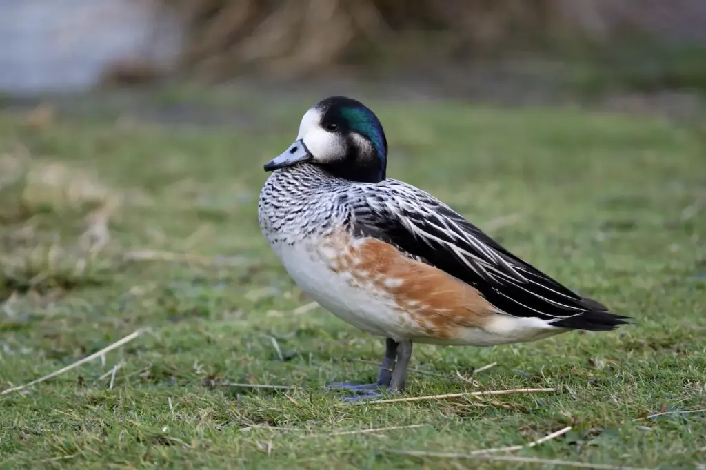 Chiloe Wigeon on a Grass 