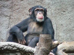 A Thoughtful Chimpanzee