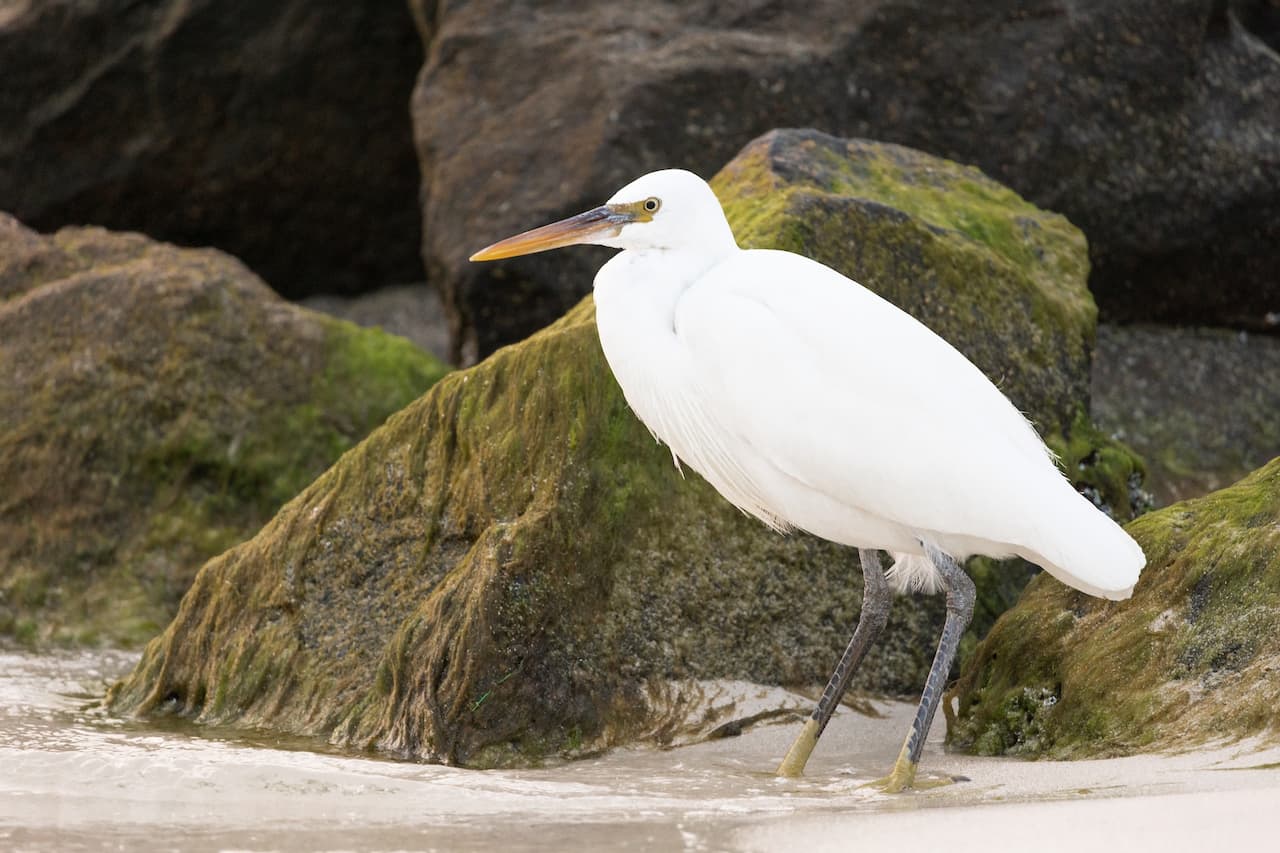 The Chinese Egrets or Swinhoe's Egrets Searching Food In the Sea Side
