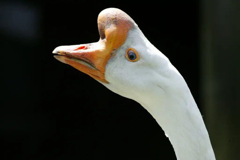 Closeup Image of Chinese Goose