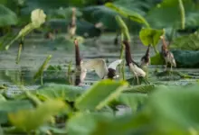 Chinese Pond Herons in lotus Pond