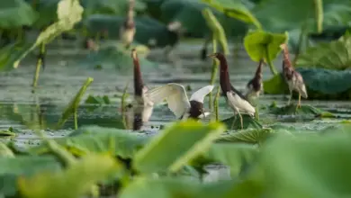 Chinese Pond Herons in lotus Pond