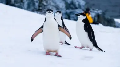 The Group Of Chinstrap Penguins Looking For Food