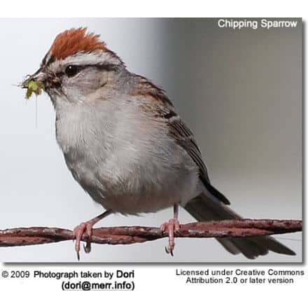 Chipping Sparrow with insect in its beak