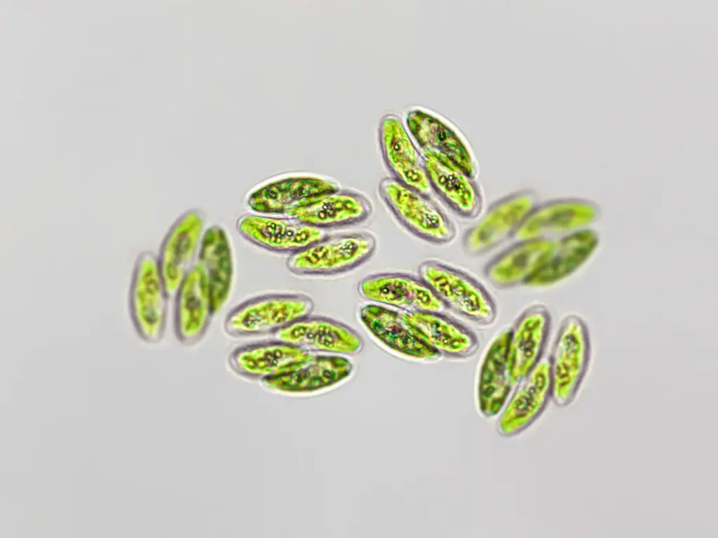 Chlorophytes Under Microscope Image