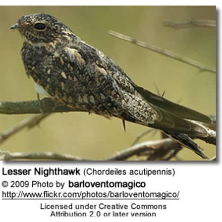 Lesser Nighthawk(Chordeiles acutipennis)