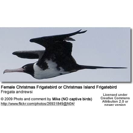 Female Christmas Frigatebird or Christmas Island Frigatebird