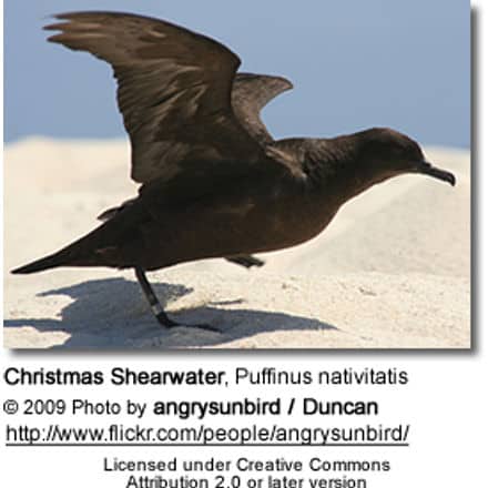 Christmas Shearwater, Puffinus nativitatis
