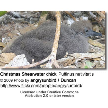 Christmas Shearwater chick, Puffinus nativitatis