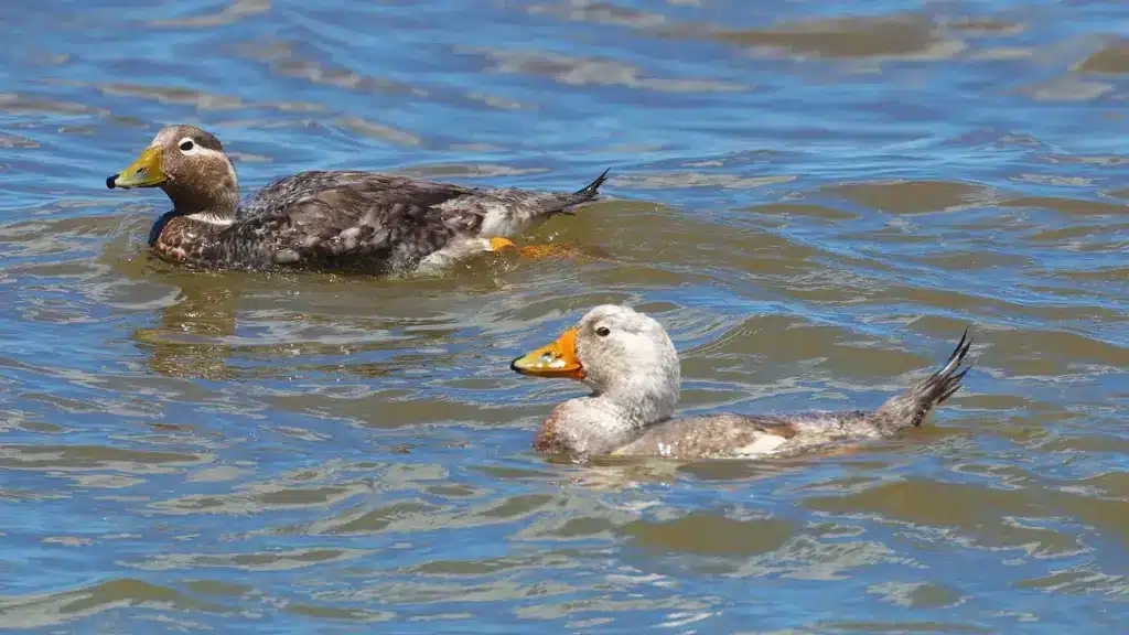 Two Chubut Steamer Ducks Swimming in the Lake