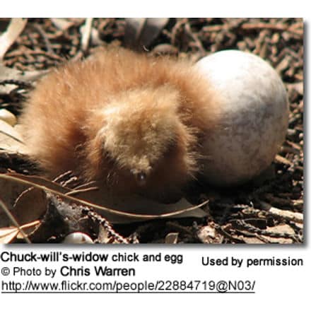 Chuck-will’s-widow chick and egg