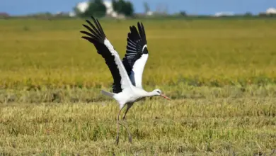 The Ciconia Is Landed Into A Grass Place