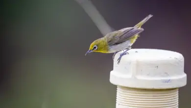 The Citrine White-eyes Perched On The Top Of Water Bottle