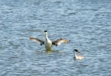 Clark's Grebes in the Middle of the Sea