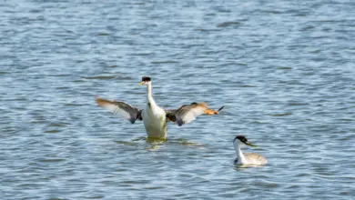 Clark's Grebes in the Middle of the Sea