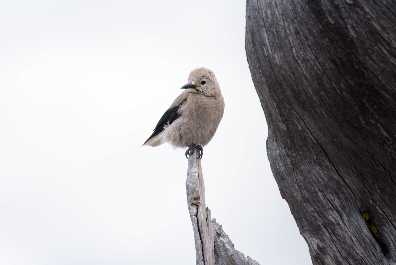 A Clark’s Nutcracker bird standing on the edge of a drift wood.