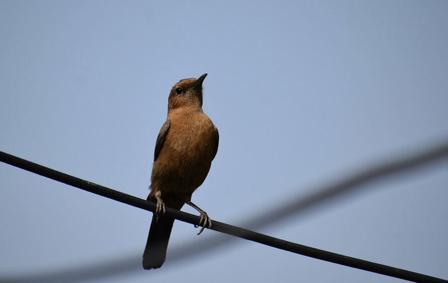 A Clay-colored Robin with a dark tail and beak is perched on a black wire against a clear blue sky. The bird appears to be looking upward, and there is a shadow of another wire in the background.