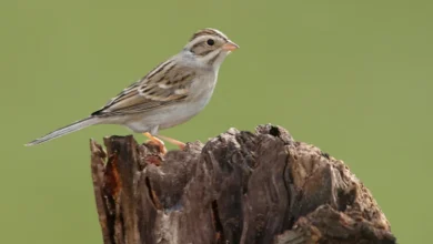 Clay-colored Sparrow on a Tree