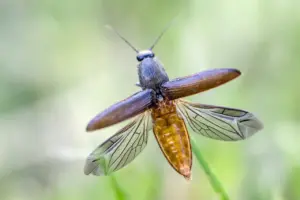 Click Beetle Athous Haemorrhoidalis ready to fly