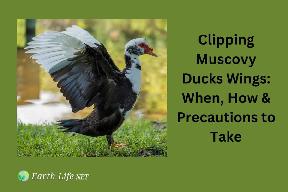 Clipping Muscovy Ducks Wings When How Often