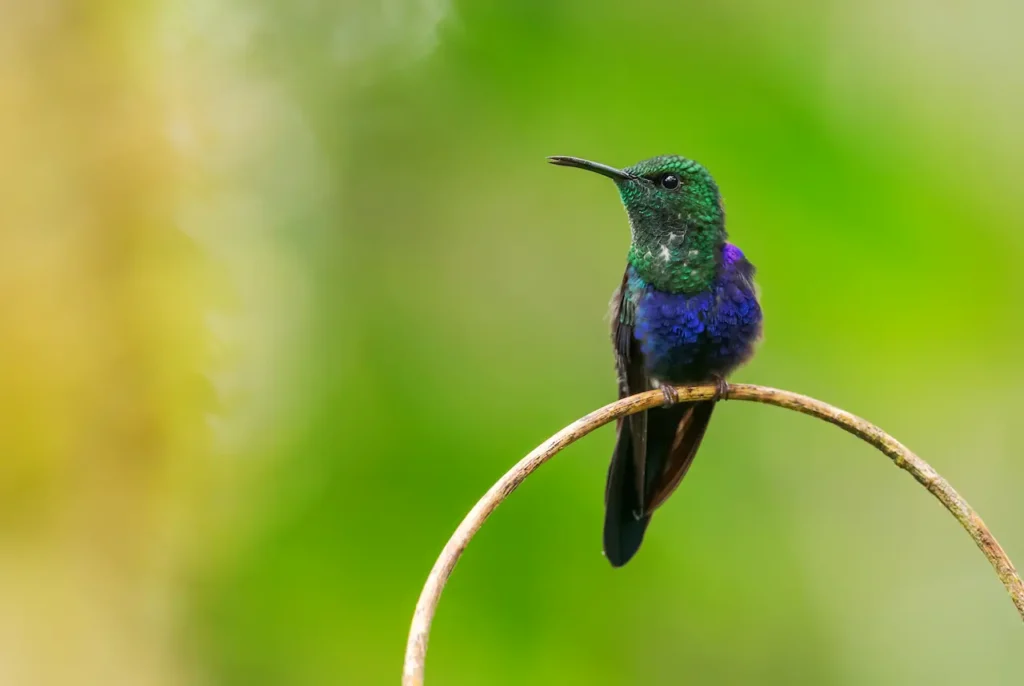 Cloe up Image of Fork-tailed Woodnymphs