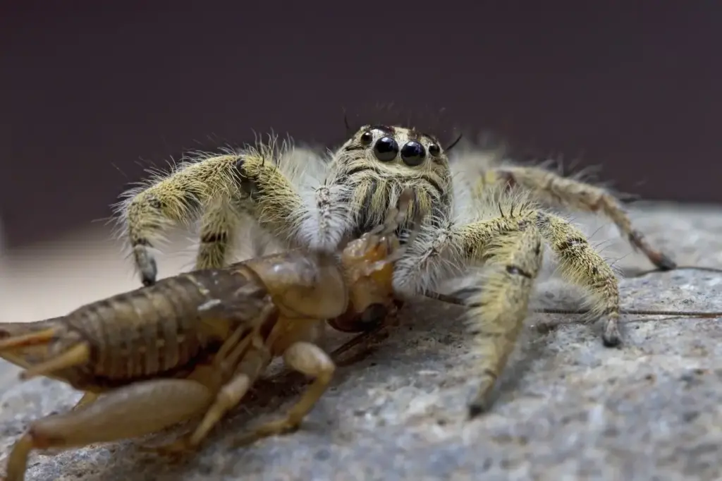 Close Up Of Jumping Spider (Hyllus diardi) Eating A Cricket