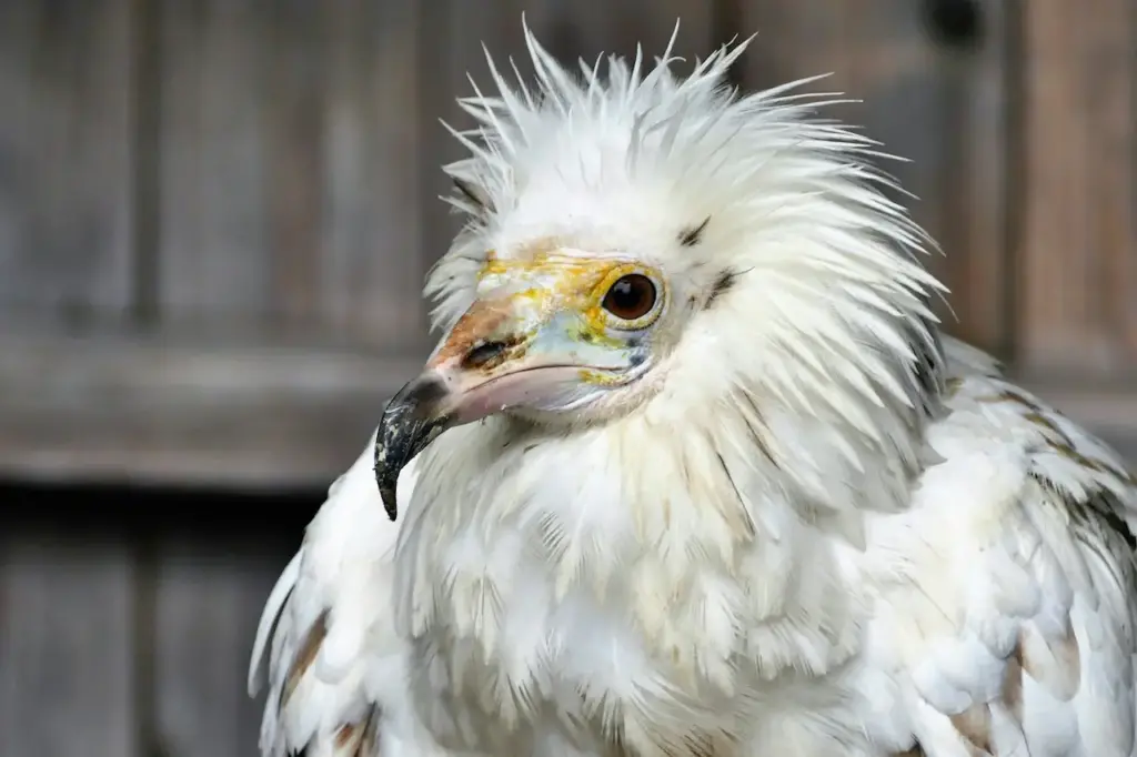 Close Up of Egyptian Vulture 