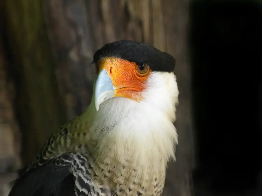 Close-up Image Of Guadalupe Caracaras 