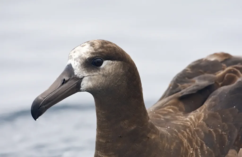 Close up Image of Black-footed Albatross 